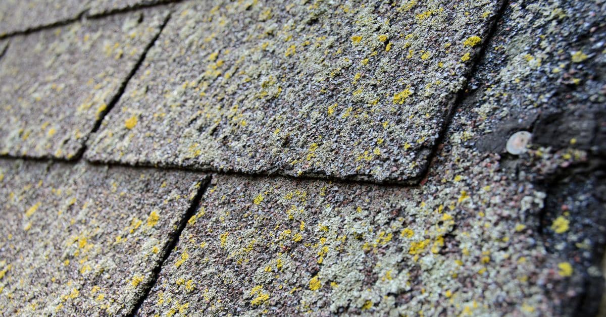 Algae and moss growth on damaged roof shingles