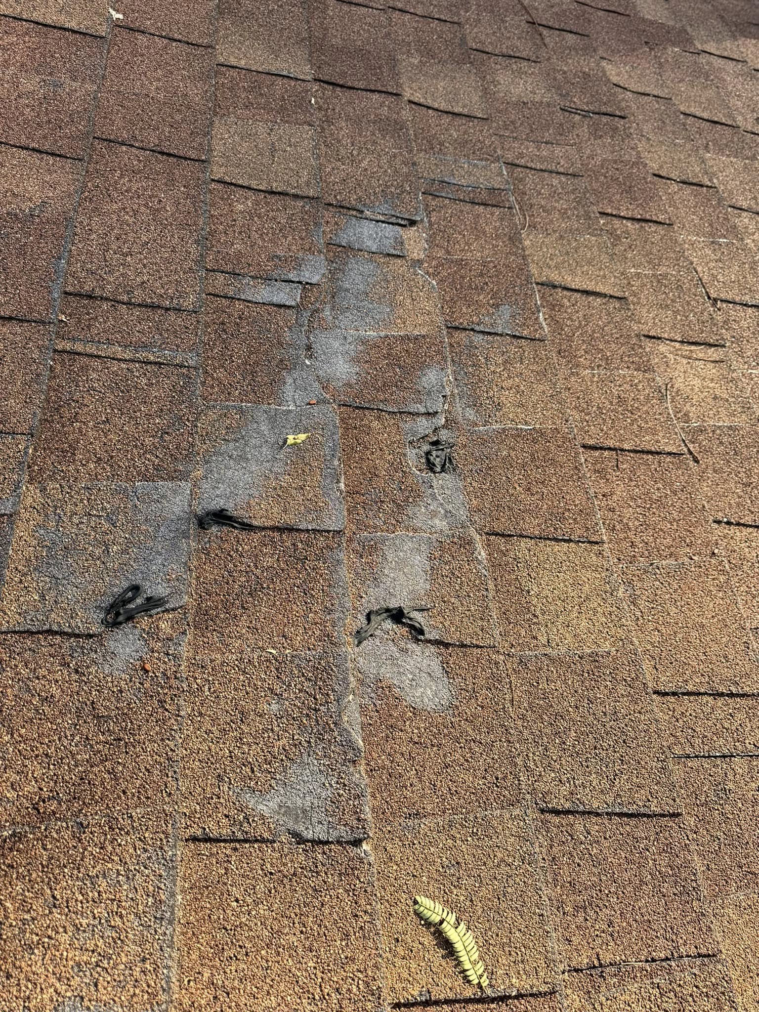 A damaged asphalt shingle roof with black debris and a green caterpillar.